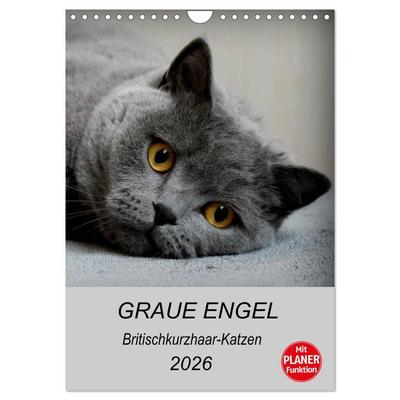 Graue Engel - Britischkurzhaar-Katzen (Wandkalender 2026 DIN A4 hoch), CALVENDO Monatskalender