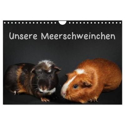 Unsere Meerschweinchen (Wandkalender 2026 DIN A4 quer), CALVENDO Monatskalender