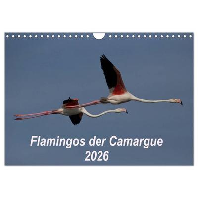 Flamingos der Camargue 2026 (Wandkalender 2026 DIN A4 quer), CALVENDO Monatskalender