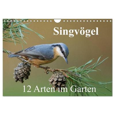 Singvögel - 12 Arten im Garten (Wandkalender 2027 DIN A4 quer), CALVENDO Monatskalender