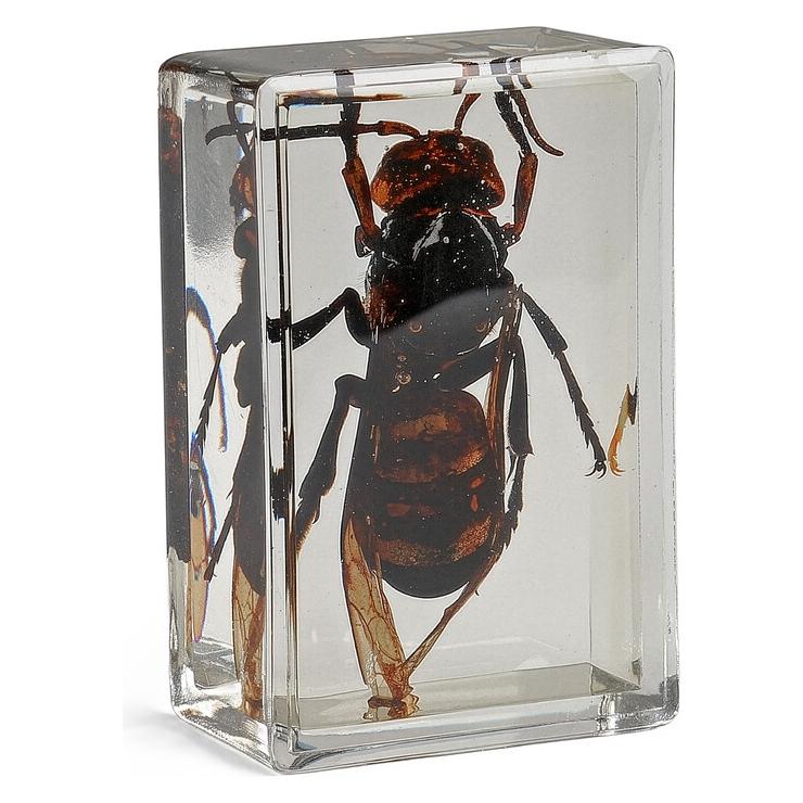 Omegon Dauerpr?parat Asiatische Riesenhornisse (74713630)