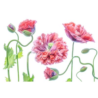 Fototapete PAPERMOON "Photo-Art MANDY DISHER, SCHICK", bunt, B:3,5m L:2,6m, Vlies, Tapeten