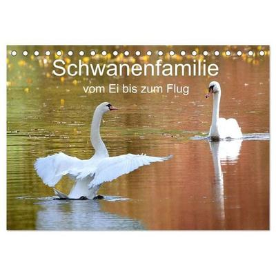 Schwanenfamilie, vom Ei bis zum Fliegen. (Tischkalender 2027 DIN A5 quer), CALVENDO Monatskalender