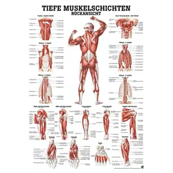 anat. Lehrtafel: Tiefe Muskeln Rückansicht 70 x 100 cm, laminiert