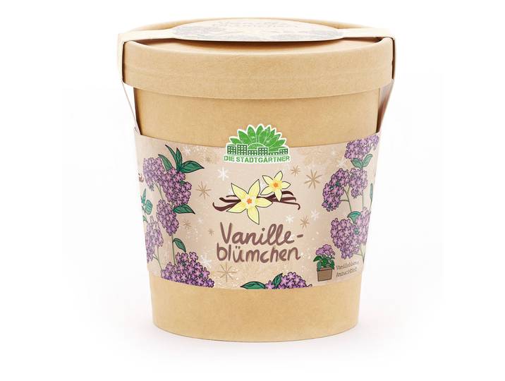 Vanilleblume Anzuchtset im Becher