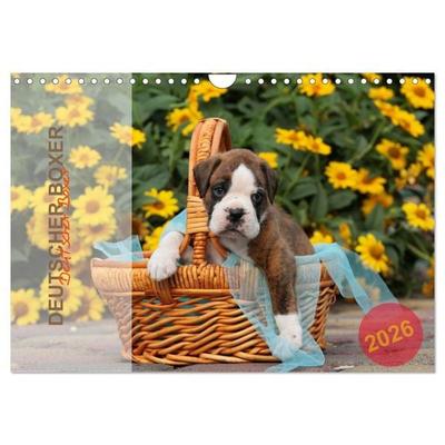 Deutscher Boxer 2026 (Wandkalender 2026 DIN A4 quer), CALVENDO Monatskalender