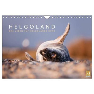 Helgoland - Das Leben auf der Düne Helgolands (Wandkalender 2026 DIN A4 quer), CALVENDO Monatskalender