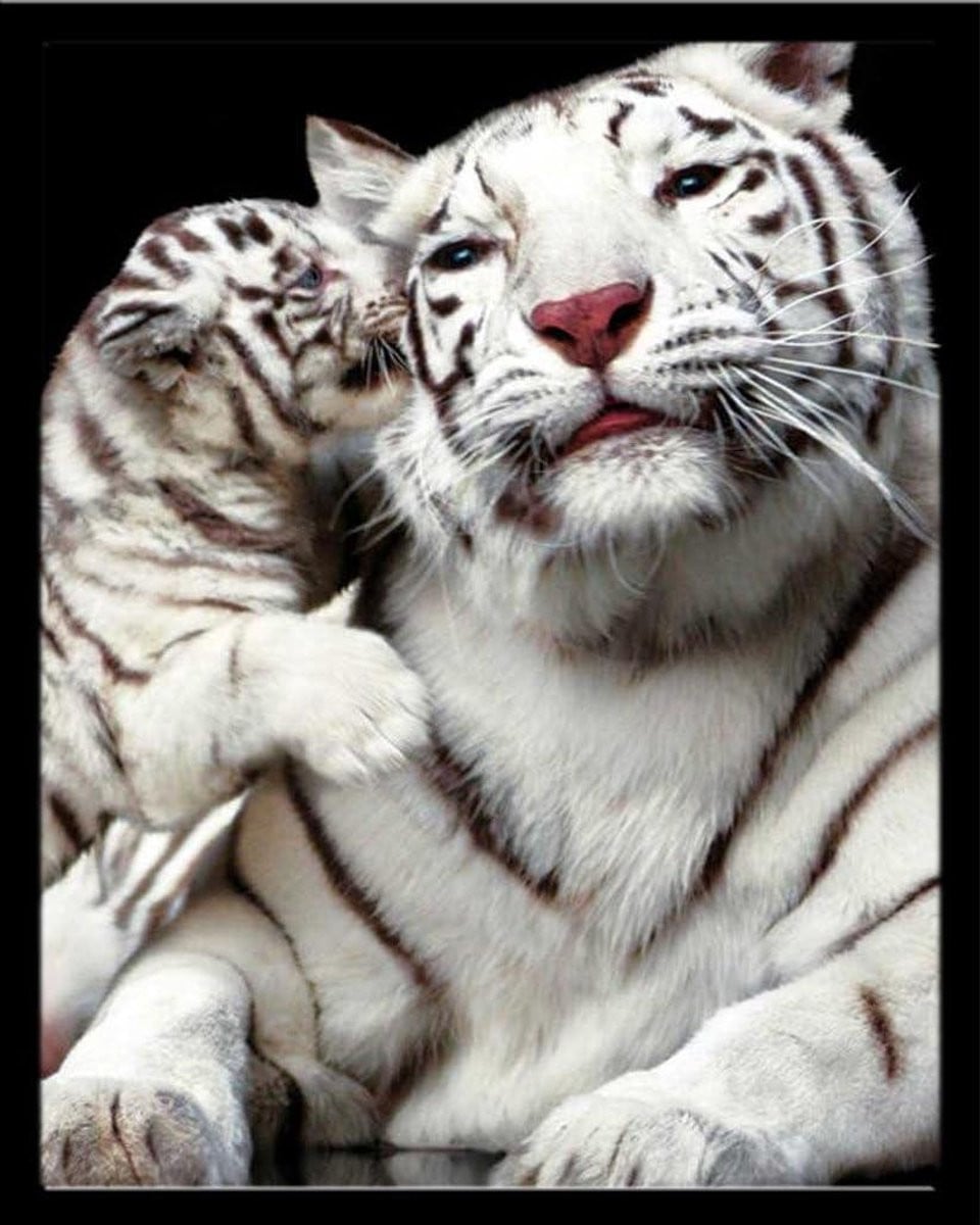 Dieren Poster Wanddecoratie met Wissellijst Zwart 40 x 50 cm