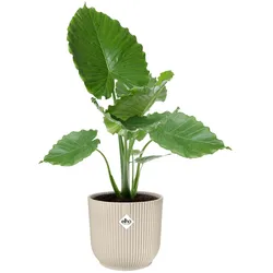 Elho, Blumentopf, Vibes Fold (30 x 27 cm)