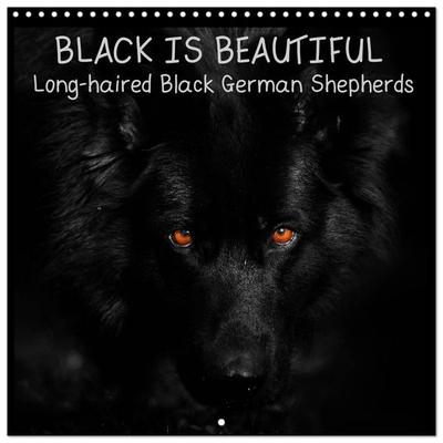 BLACK IS BEAUTIFUL Long-haired Black German Shepherds (Wall Calendar 2026 12 × 12 Inch) CALVENDO 12 Month Wall Calendar