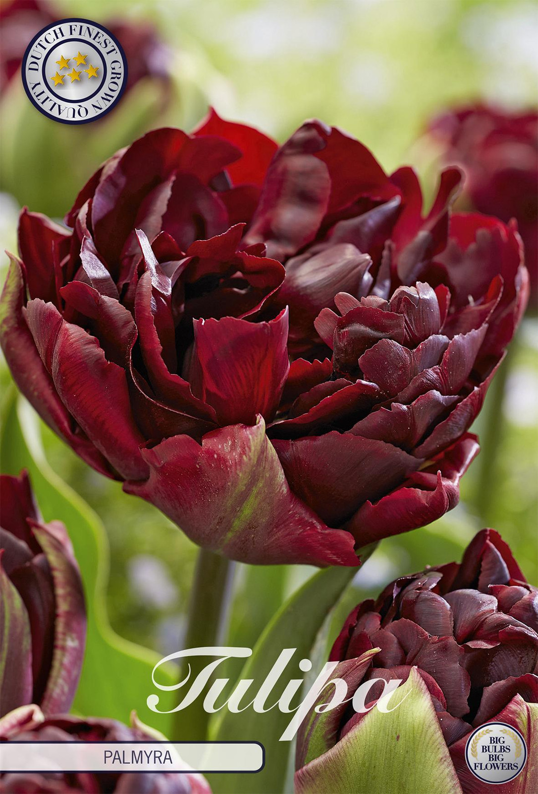 Sam van Schooten Tulpenbollen Palmyra (7 stuks)