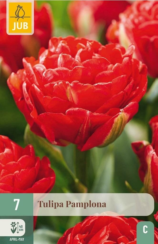 JUB Tulipa Pamplona tulpenbollen, 7 stuks