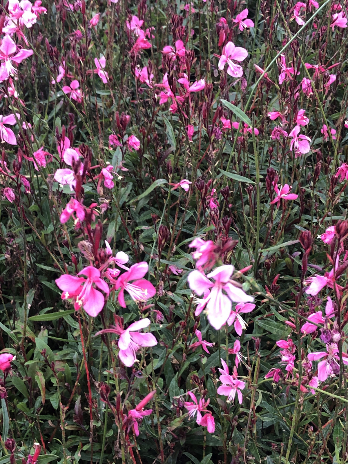 6x Gaura lindheimeri Flamingo Pink Prachtkerze - Potmaat: 9x9 cm