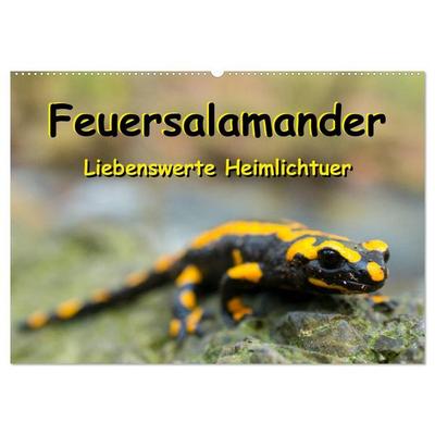 Feuersalamander - Liebenswerte Heimlichtuer (Wandkalender 2026 DIN A2 quer), CALVENDO Monatskalender