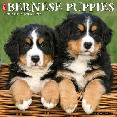 Bernese Mountain Puppies 2027 12 X 12 Wall Calendar