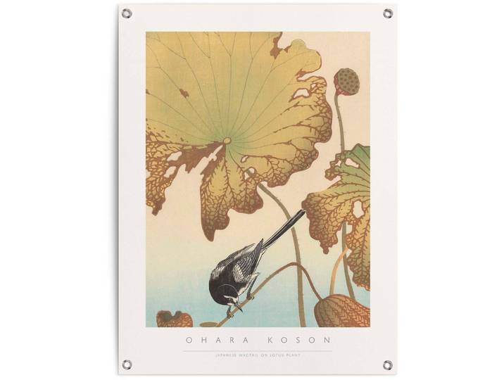 Poster REINDERS Bachstelze auf Lotuspflanze , braun (farbe bild(er): braun), B:60cm H:80cm T:0,1cm, Leinwand, Bilder, Poster