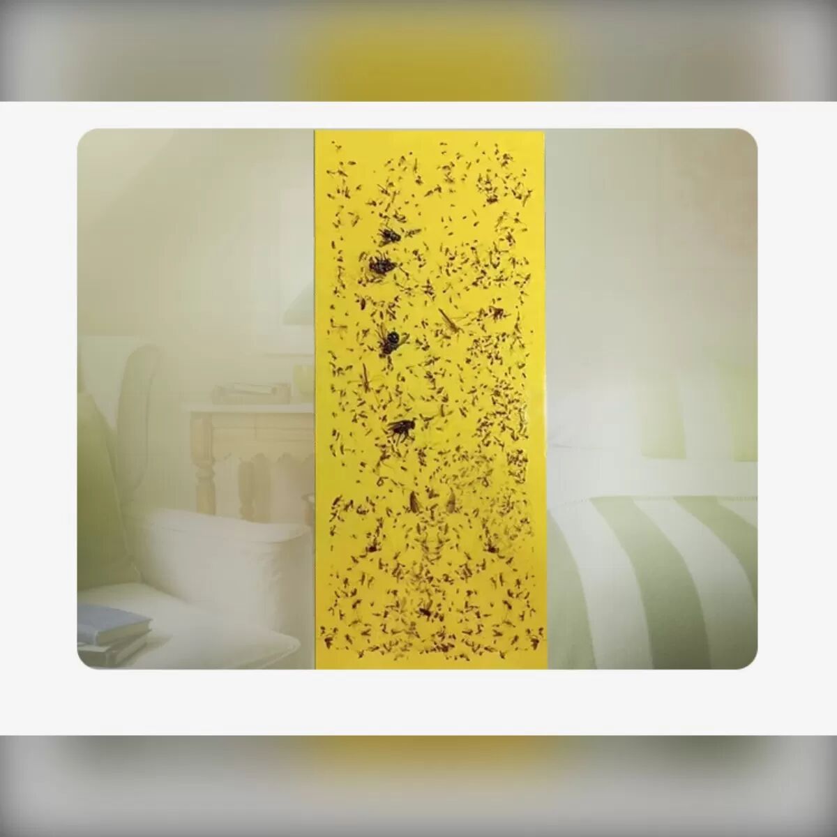 INF Plaques adhésives 23×9cm Lot de 20 - Pièges collants de remplacement pour tue-mouches électriques et lampes anti-moustiques