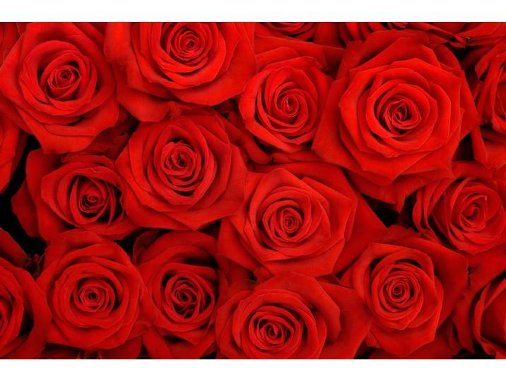 Papermoon Rosen