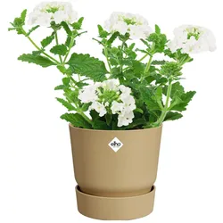 Elho, Blumentopf, Greenville Rund