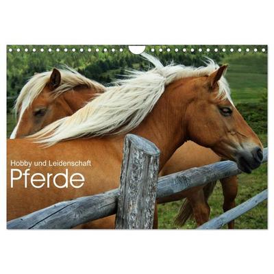 Pferde - Hobby und Leidenschaft (Wandkalender 2026 DIN A4 quer), CALVENDO Monatskalender