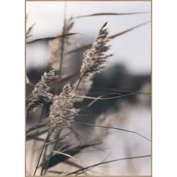Posterboard MELLOW GRASSES 3 (BH 30x40 cm) - bunt - BH 30x40 cm