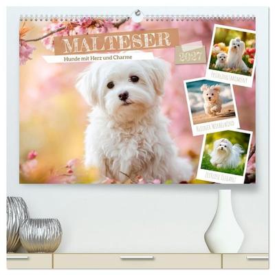 Malteser - Hunde mit Herz und Charme (hochwertiger Premium Wandkalender 2027 DIN A2 quer), Kunstdruck in Hochglanz