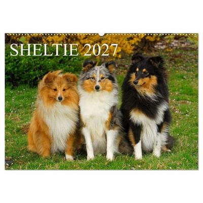 Sheltie 2027 (Wandkalender 2027 DIN A2 quer), CALVENDO Monatskalender