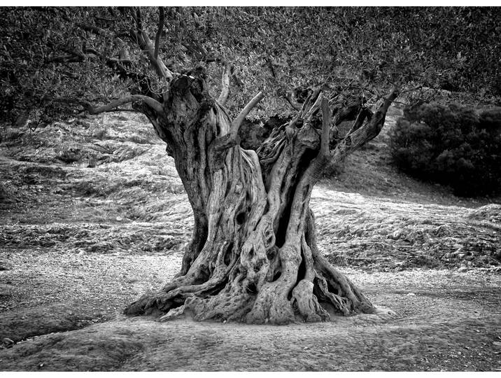 Papermoon Baum Schwarz & Weiss