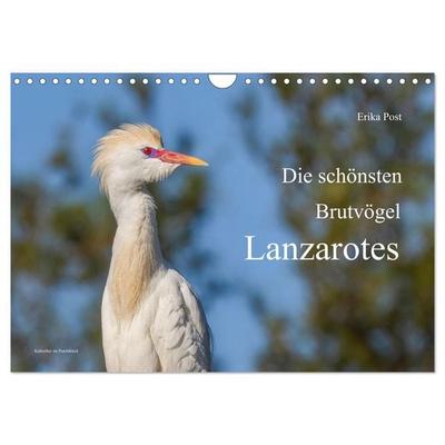 Die schönsten Brutvögel Lanzarotes (Wandkalender 2027 DIN A4 quer), CALVENDO Monatskalender