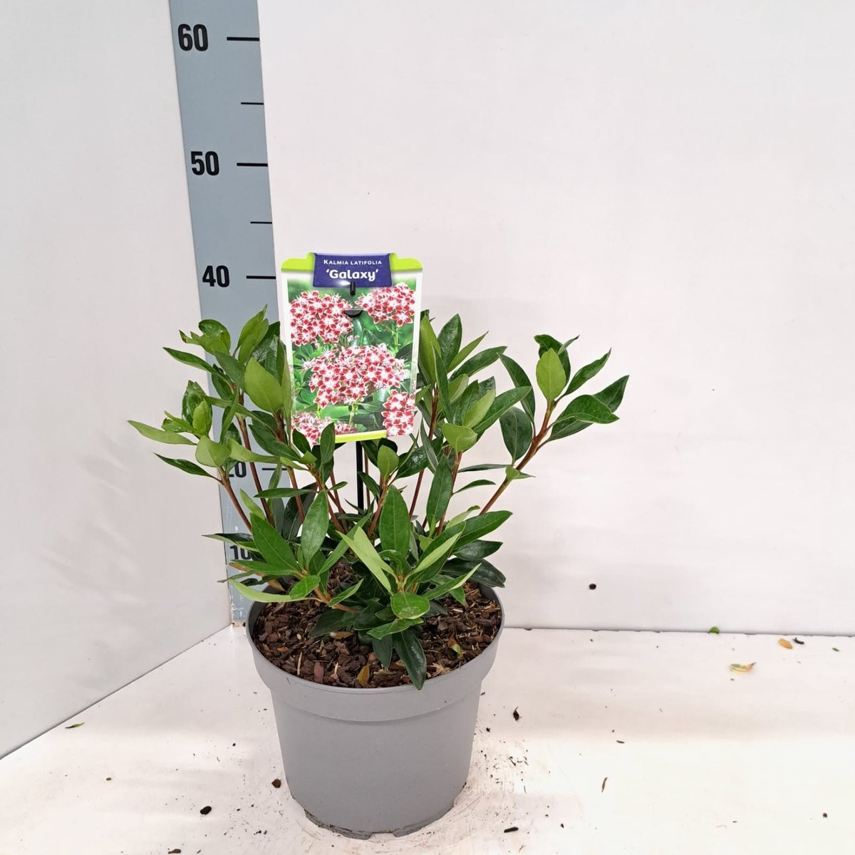 Kalmia lat. 'Galaxy' - Berglaurier in pot