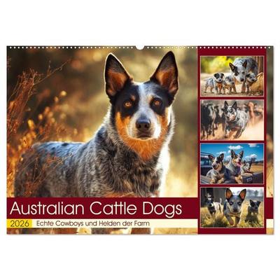 Australian Cattle Dogs. Echte Cowboys und Helden der Farm (Wandkalender 2026 DIN A2 quer), CALVENDO Monatskalender