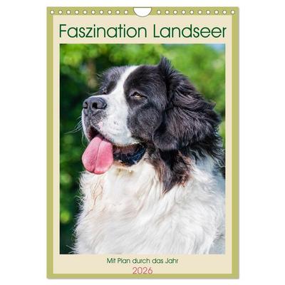 Faszination Landseer - Mit Plan durch das Jahr (Wandkalender 2026 DIN A4 hoch), CALVENDO Monatskalender