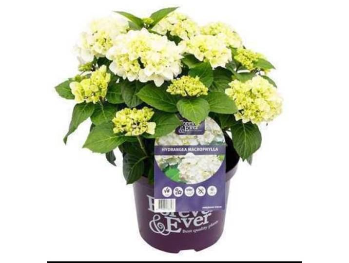 Hydrangea quercifolia - Eikenblad Hortensia 30- 40 cm in pot