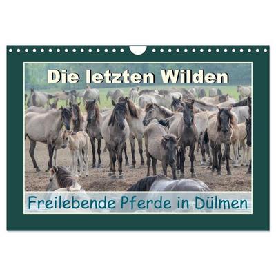 Die letzten Wilden - freilebende Pferde in Dülmen (Wandkalender 2027 DIN A4 quer), CALVENDO Monatskalender