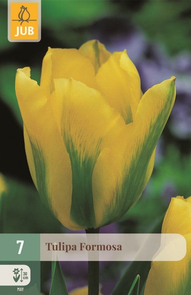 Jub Tulp Formosa 7 bollen