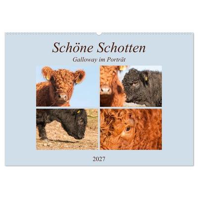 Schöne Schotten - Galloway im Porträt (Wandkalender 2027 DIN A2 quer), CALVENDO Monatskalender