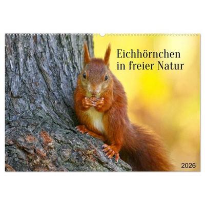 Eichhörnchen in freier Natur (Wandkalender 2026 DIN A2 quer), CALVENDO Monatskalender