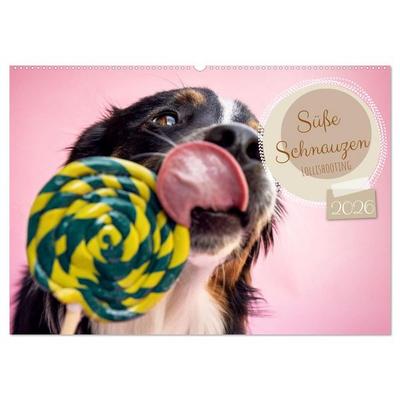 Süße Schnauzen (Wandkalender 2026 DIN A2 quer), CALVENDO Monatskalender
