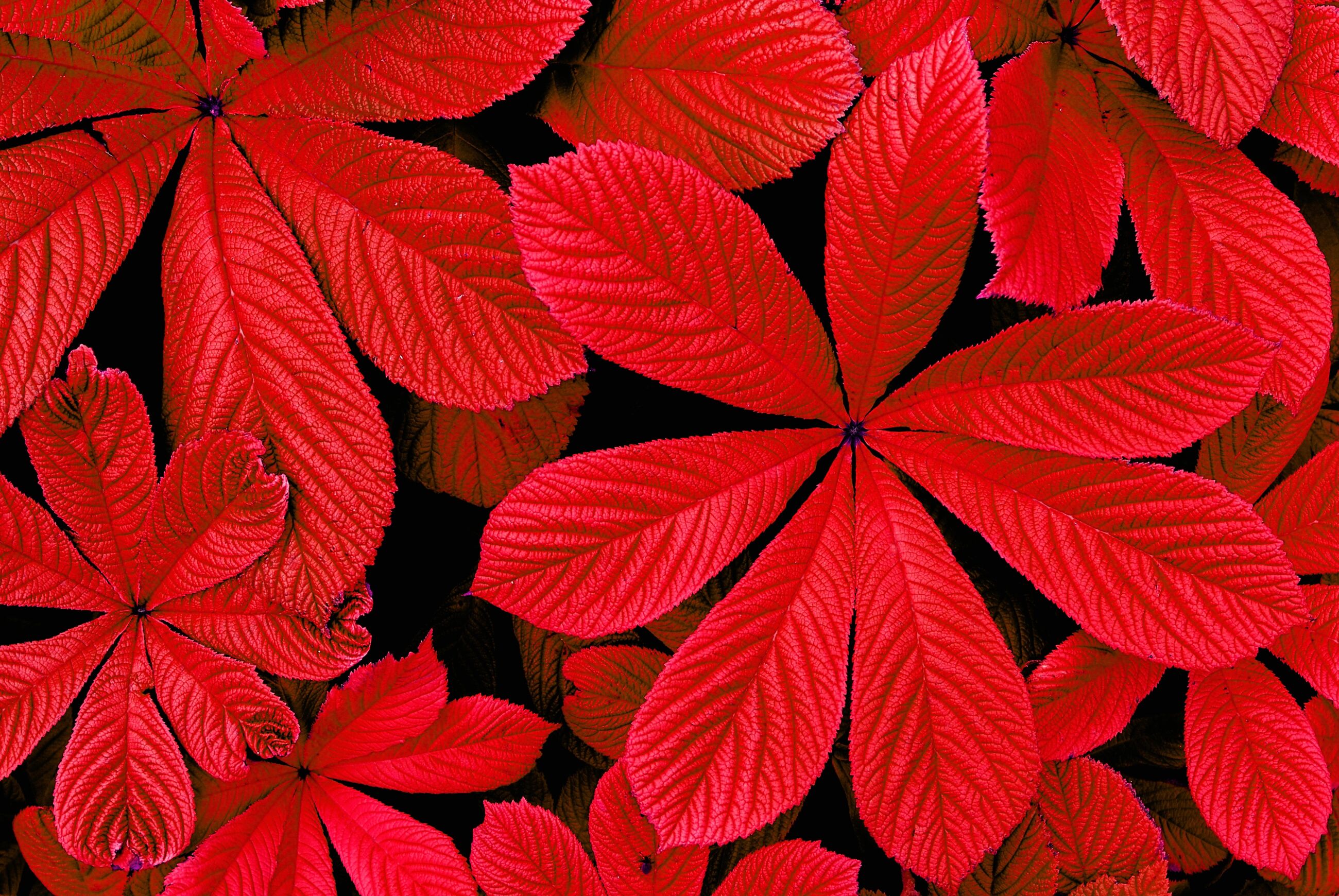 Papermoon "ROTE HERBST-BLÄTTER-BLUME DEKOR MUSTER PFLANZE ORCHIDEE" bunt B/L: 3m x 2,23m, Bahnen: 6 Stk.