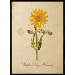 POSTER Wildblume. A4 Schwarzer Rahmen