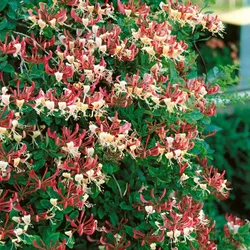 Heckrott-Geißblatt – Lonicera x heckrottii 'American Beauty'