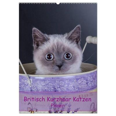 Britisch Kurzhaar Katzen - Planer (Wandkalender 2027 DIN A2 hoch), CALVENDO Monatskalender