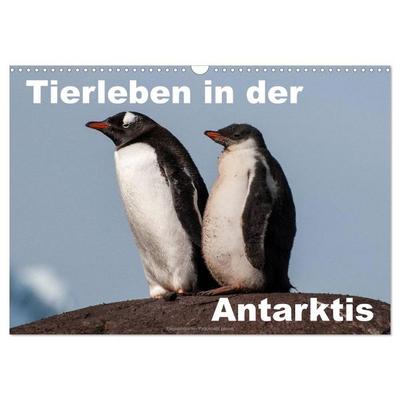 Tierleben in der Antarktis (Wandkalender 2026 DIN A3 quer), CALVENDO Monatskalender