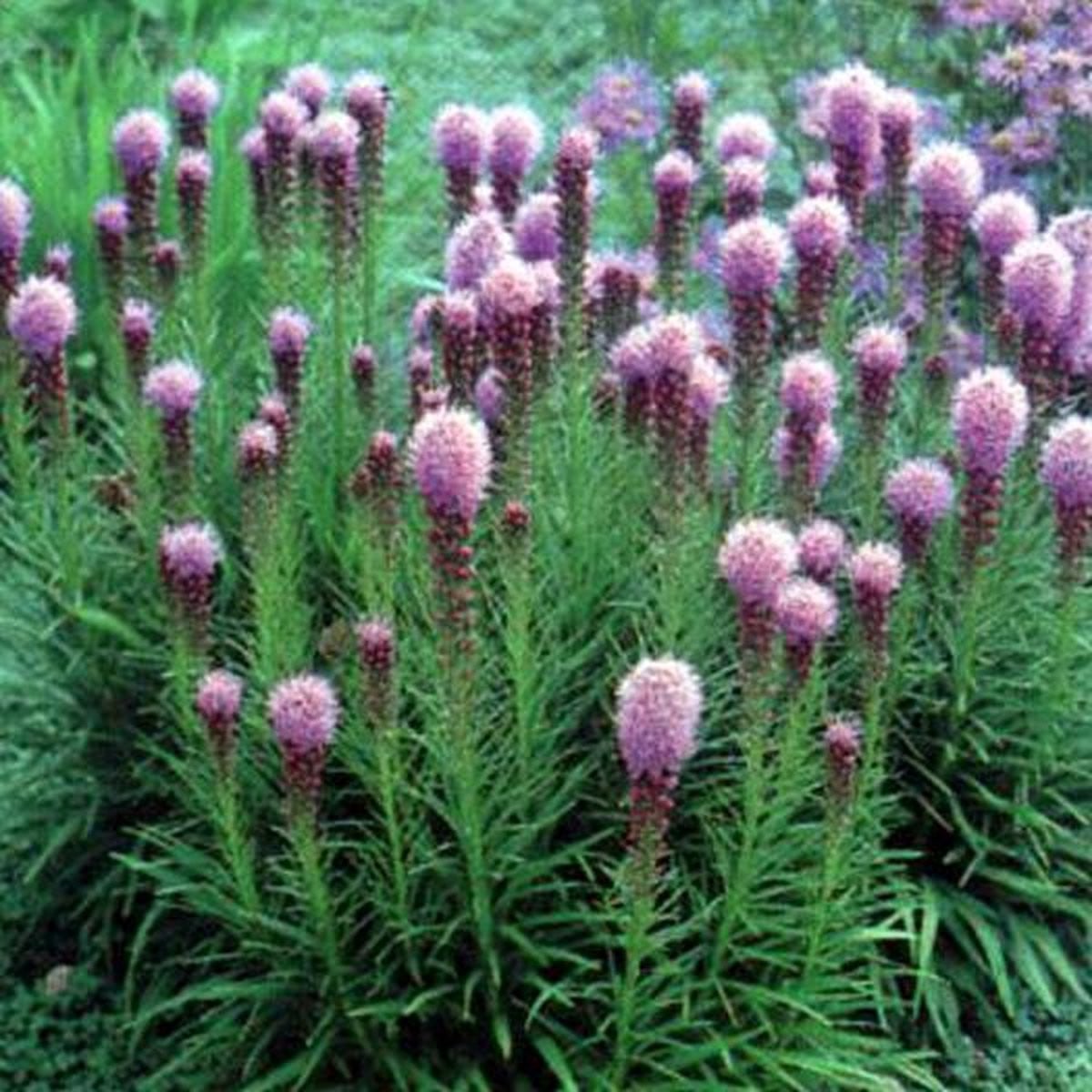 6 x Liatris spicata Kobold - Lampepoetser - Pot 9x9 cm