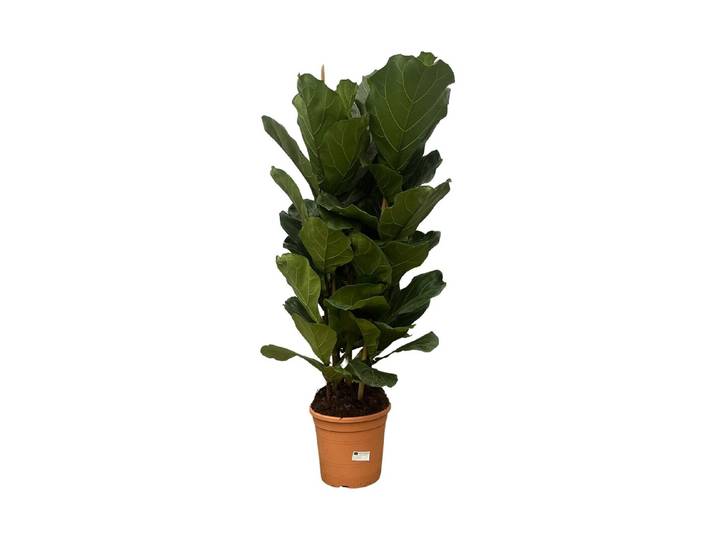 Ficus Lyrata Ø30cm - Gummibaum