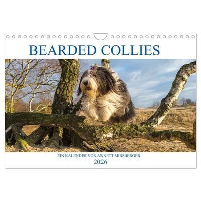 BEARDED COLLIES 2026 (Wandkalender 2026 DIN A4 quer), CALVENDO Monatskalender