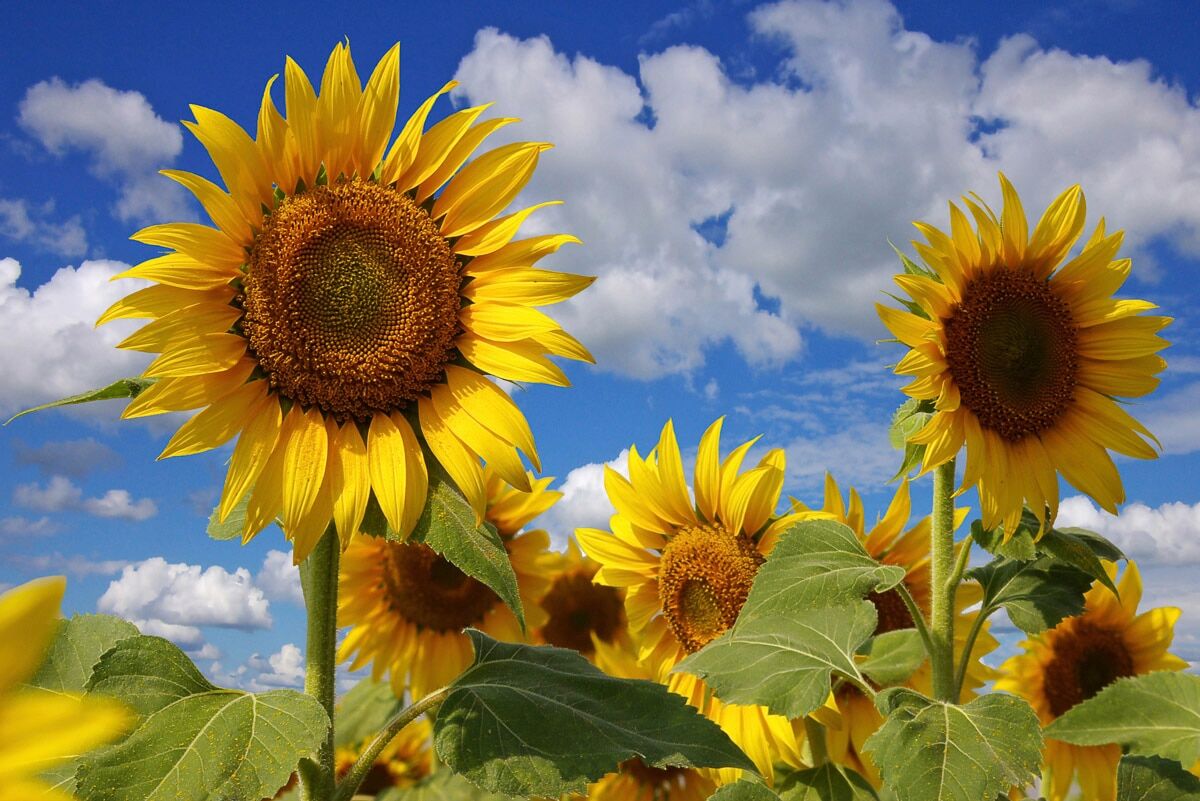 Fototapete PAPERMOON "Sonnenblumen", bunt, B:4m L:2,6m, Vlies, Tapeten, Fototapete bunt B/L: 4m x 2,6m, Bahnen: 8 Stk.
