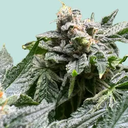 Mainhattan Seeds Animal Cookies 5 Samen - 5