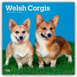 Flechsig, Kalender, Welsh Corgi 2025 - 16-Monatskalender (30.5 x 30.5 cm)