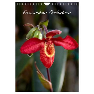 Faszination Orchideen (Wandkalender 2026 DIN A4 hoch), CALVENDO Monatskalender